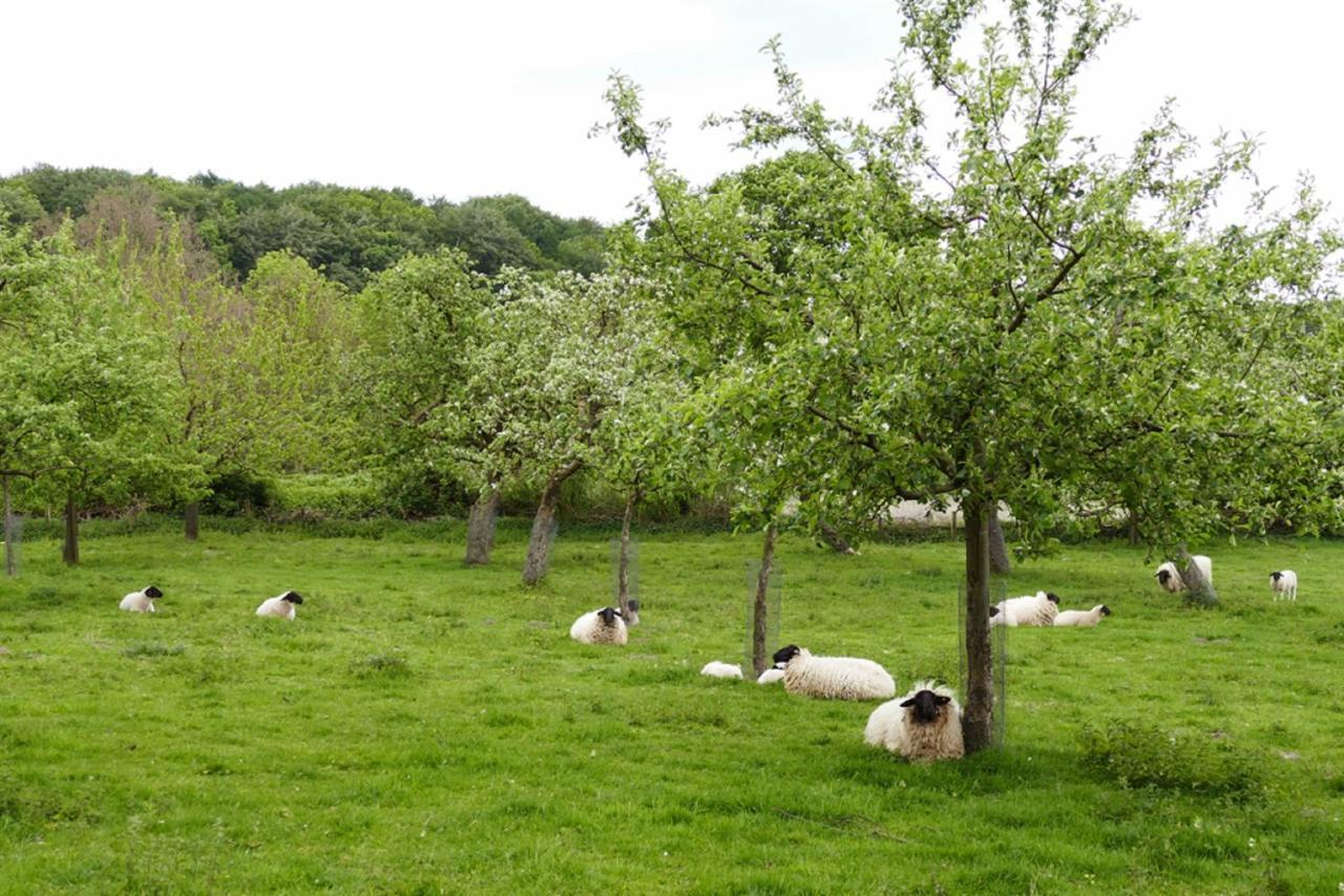 Borgholzhausen Ferienwohnung An Der Obstwiese מראה חיצוני תמונה